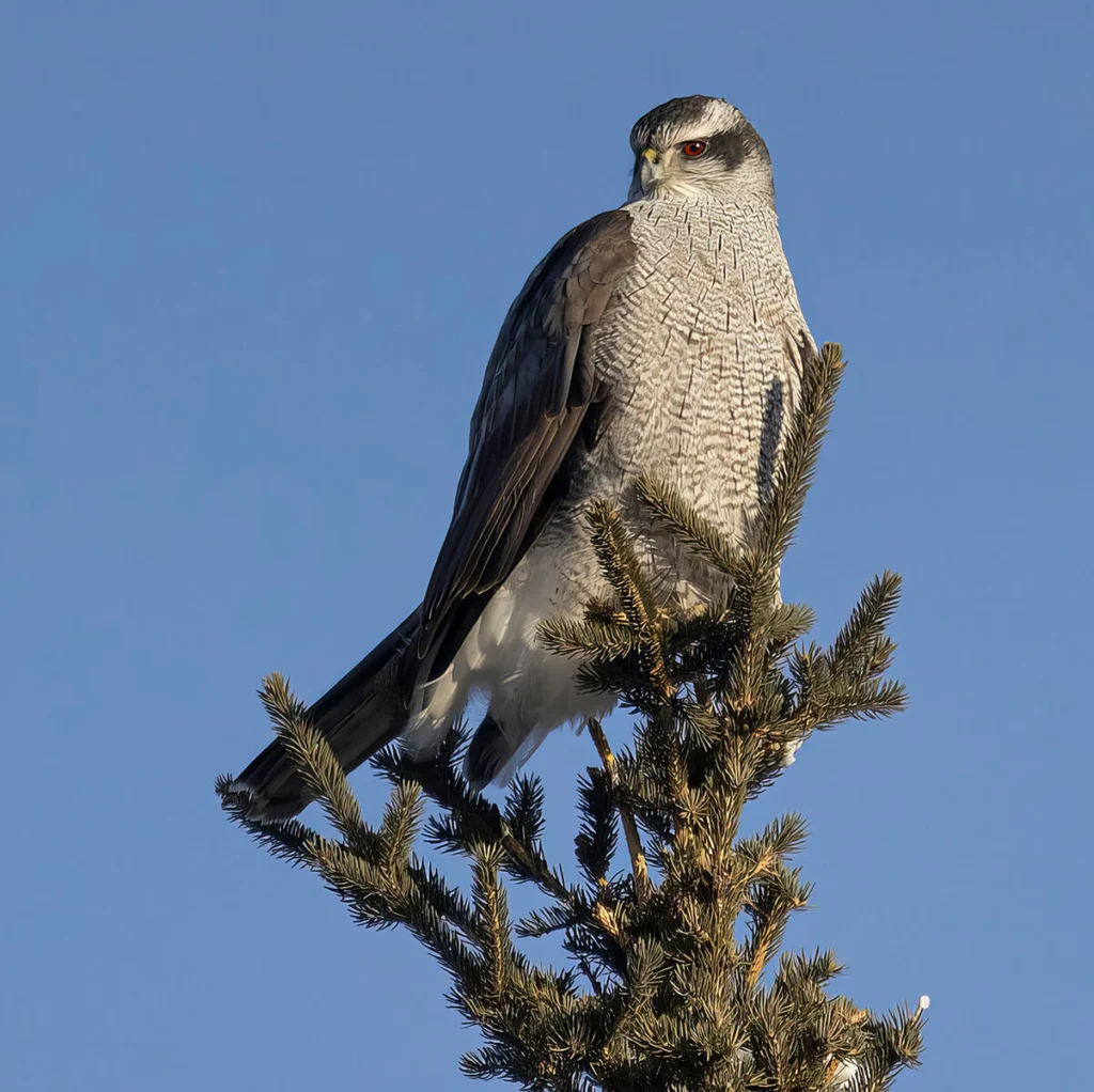Adult American Goshawk by Gerald Romanchuk, Macaulay Library at the Cornell Lab of Ornithology