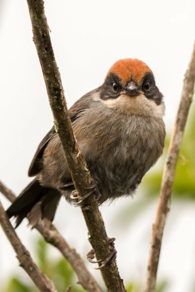 Antioquia Brushfinch. Photo by Yovanny Ochoa.