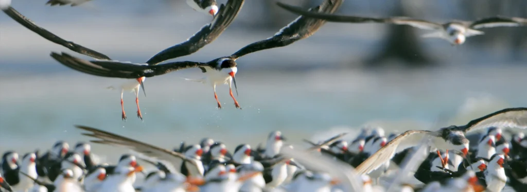 Black Skimmer in the skies in Florida