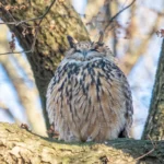 Flaco the Owl's Death is a Call to Action for Bird-friendly Buildings
