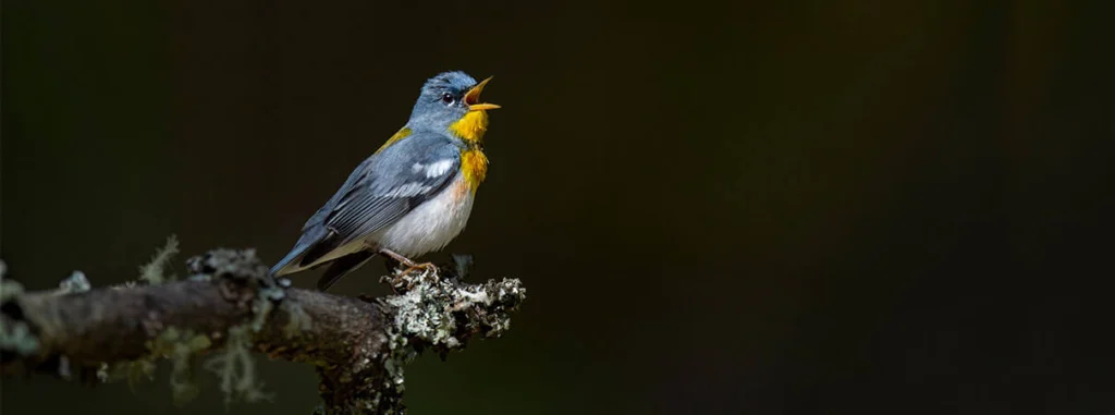 Five Fantastic Bird Migration Facts