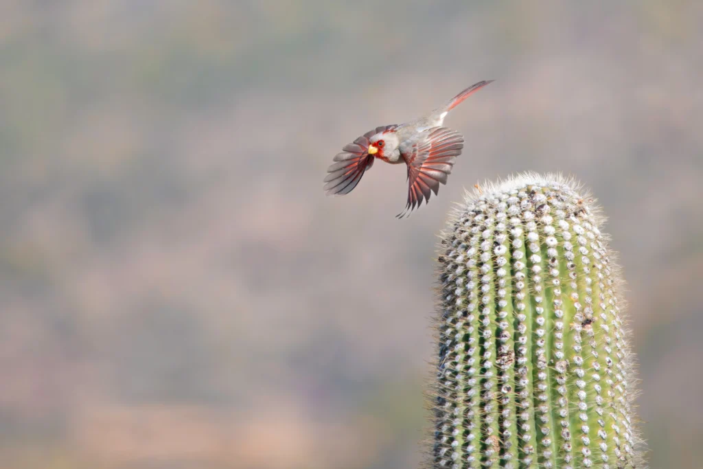 A Pyrrhuloxia flies over a Saguaro (cactus) in Sabino Canyon in Tucson Arizona. Photo by Mick Thompson.